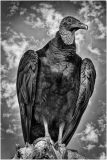 Black_Vulture_Norm_Kopp