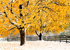 Early_Snow_Jeff_Chemelewski