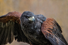 Harris_s_Hawk_Sandra_Wittman
