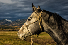 Horse_Awaiting_the_Storm_8_x_12_23_HM