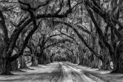 Tomotley_Plantation_Drive_Sandra_Wittman
