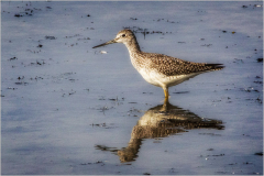 Yellowlegs_Reflection_Norm_Kopp