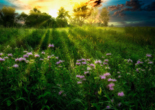 04_A_Mystical_Morning
