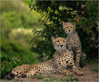 05_Cheetah_Portrait