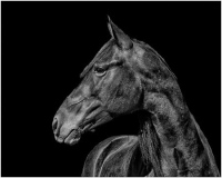 05_Majestic_Mustang
