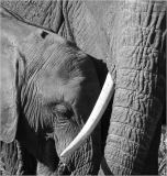 10_Elephant_Love